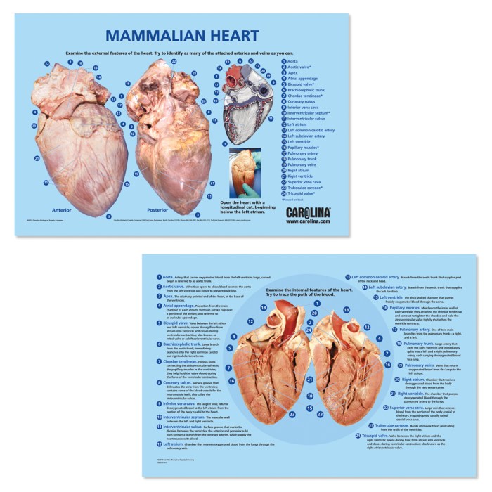 Sheep heart dissection lab answers