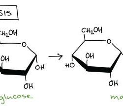 Dehydration synthesis gizmo answer key