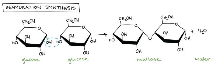 Dehydration synthesis gizmo answer key