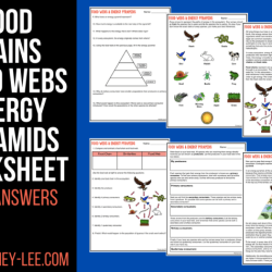 Food chains and food webs worksheet