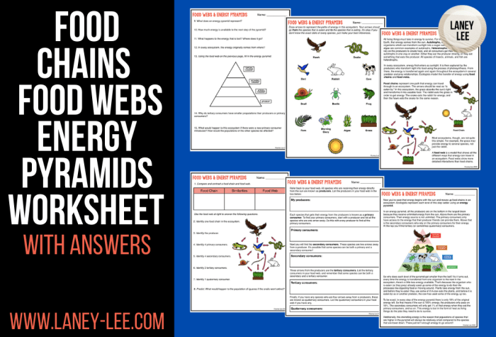 Food chains and food webs worksheet