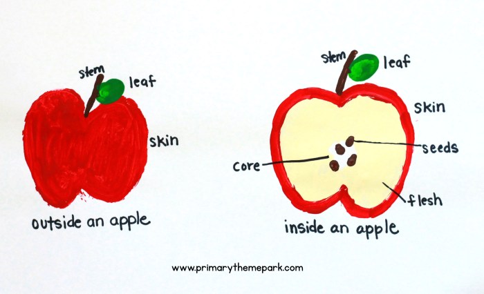 Label the parts of an apple