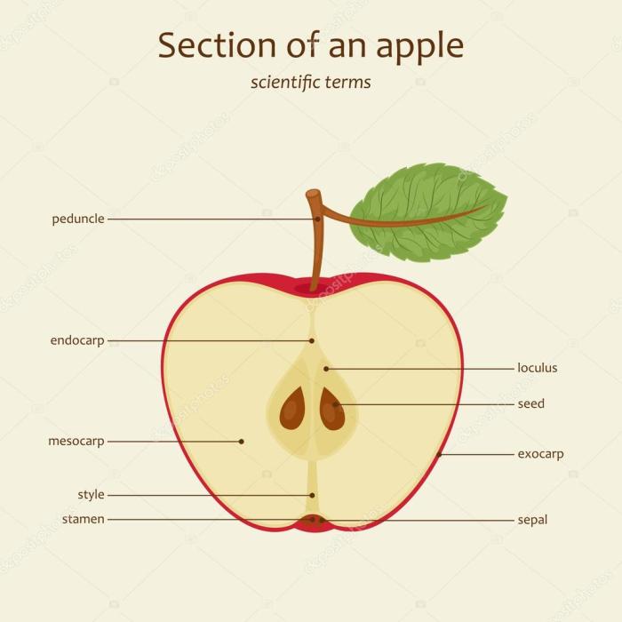 Apple parts worksheet diagram