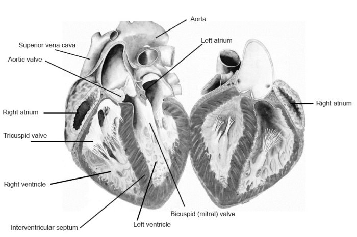 Sheep heart dissection lab answers