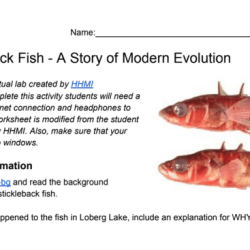 Fish stickleback evolution washington lake