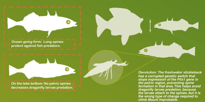 The stickleback fish a story of modern evolution