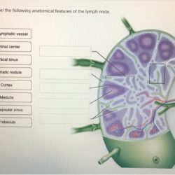 Lymphatic lymph vessels drainage circulatory