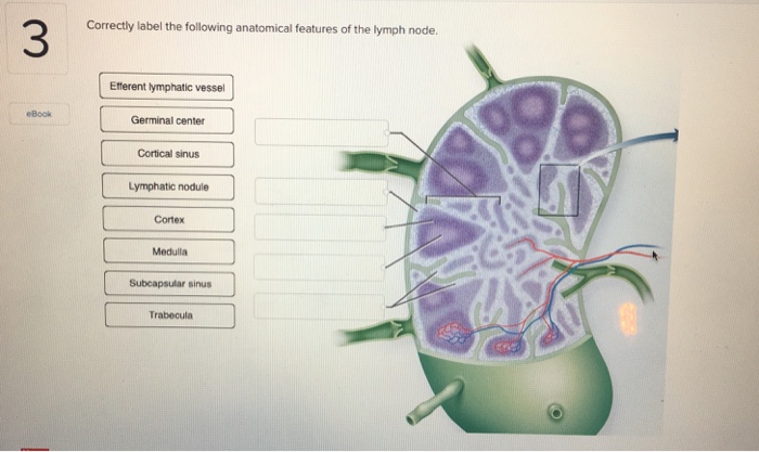 Lymphatic lymph vessels drainage circulatory