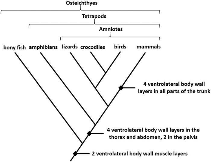 Cladogram phylogenetic construct