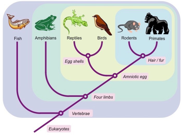 How does a cladogram reveal evolutionary relationships