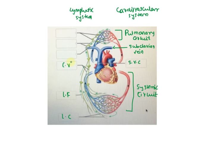 Lymphatic capillaries lymph circulatory 2202 vessels