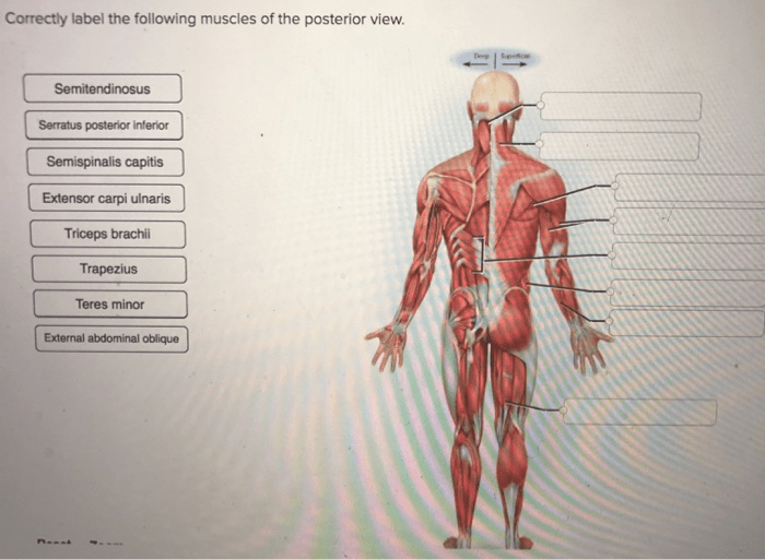 Label the indicated posterior muscles of the body