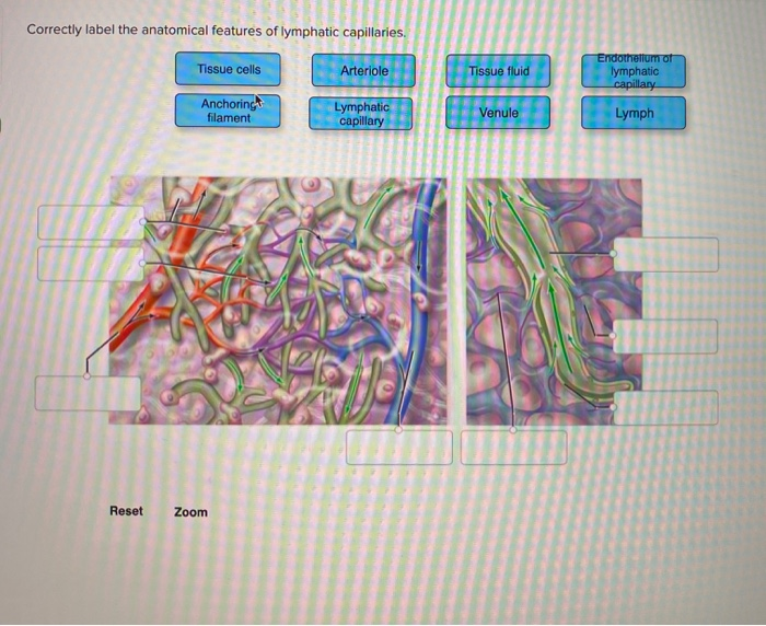 Correctly label the anatomical features of lymphatic capillaries.