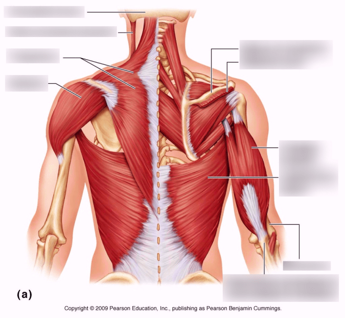 Label the indicated posterior muscles of the body