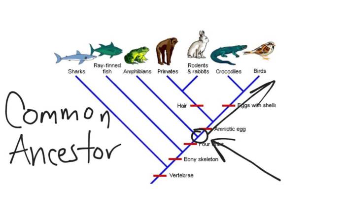 How does a cladogram reveal evolutionary relationships