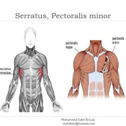 Label the indicated posterior muscles of the body