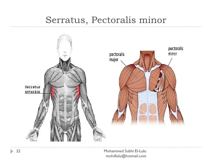 Label the indicated posterior muscles of the body