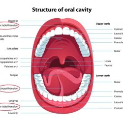 Label the structures of the oral cavity in the figure