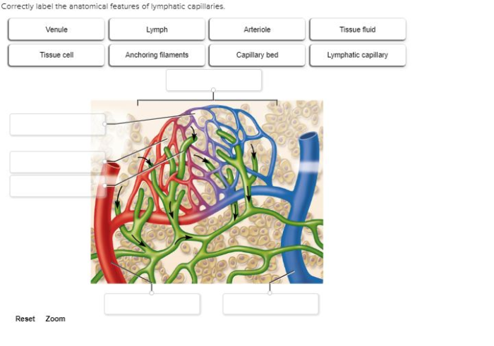 Correctly label the anatomical features of lymphatic capillaries.