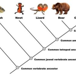 Bacteria phylogenetic archaea organizing organisms relationships libretexts branching eukaryota things