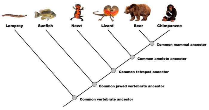 Bacteria phylogenetic archaea organizing organisms relationships libretexts branching eukaryota things