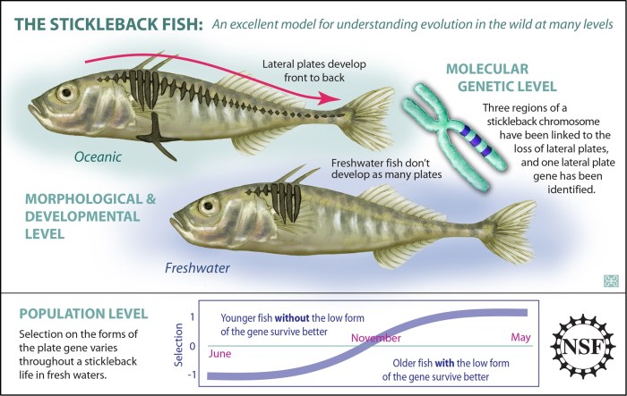 Stickleback fish git evolution spined three variation humans major animals september little posted size express