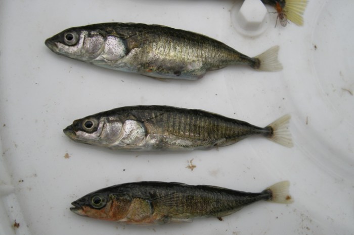 The stickleback fish a story of modern evolution